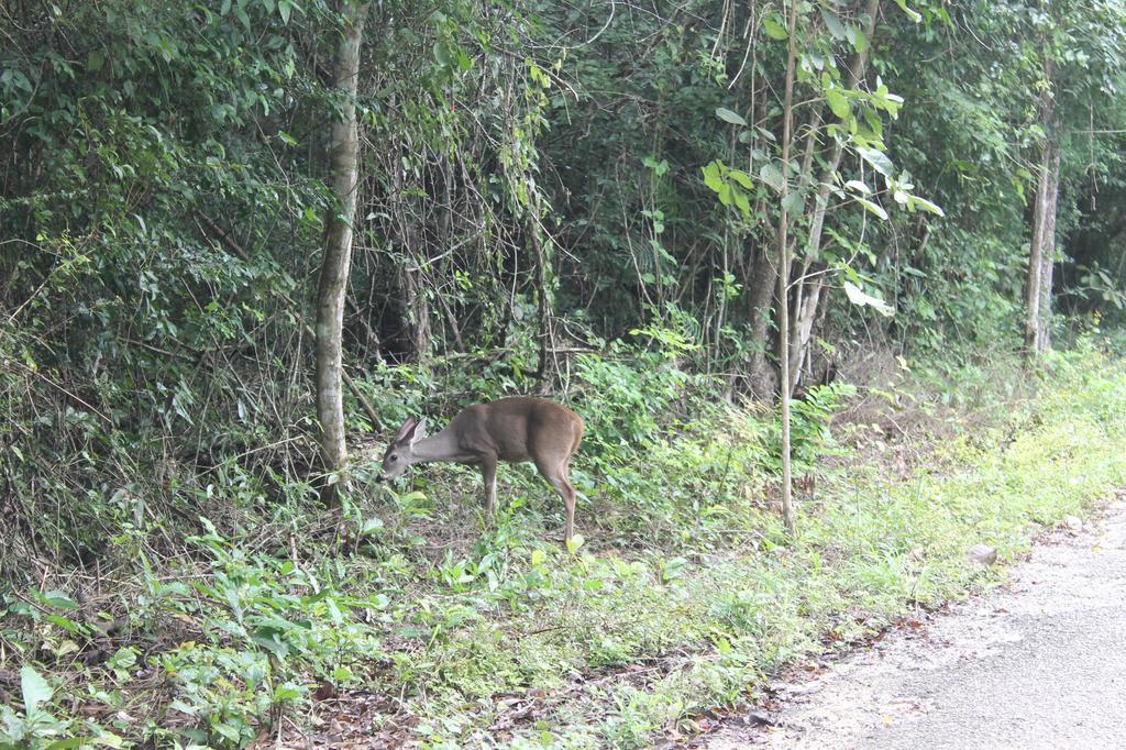 Campamento Yaax Che En Calakmul Conhuas Zewnętrze zdjęcie